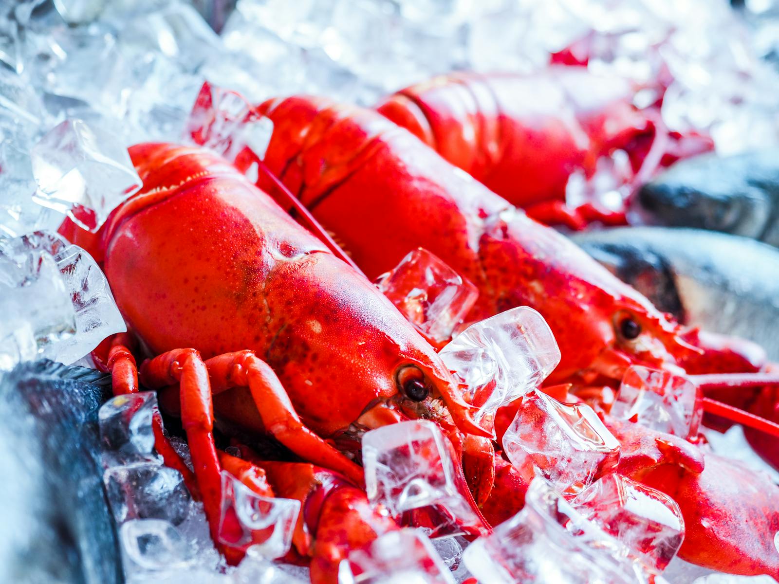 Two fresh red lobsters resting on a bed of crushed ice.